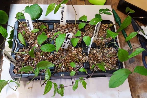 Propagate Clematis through Cutting