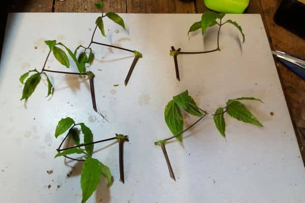 Propagate Clematis through Cutting