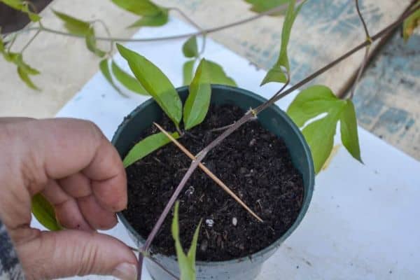 Propagate Clematis through Layering