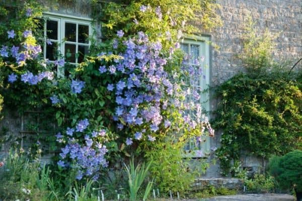 Propagate Clematis through Cuttings and Layering