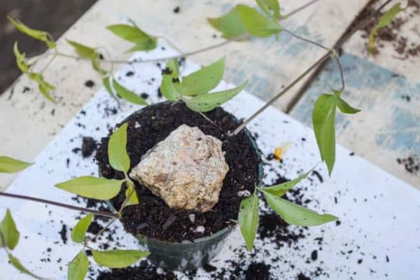 Propagate Clematis through Layering