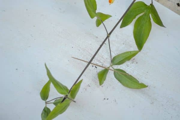 Propagate Clematis through Layering