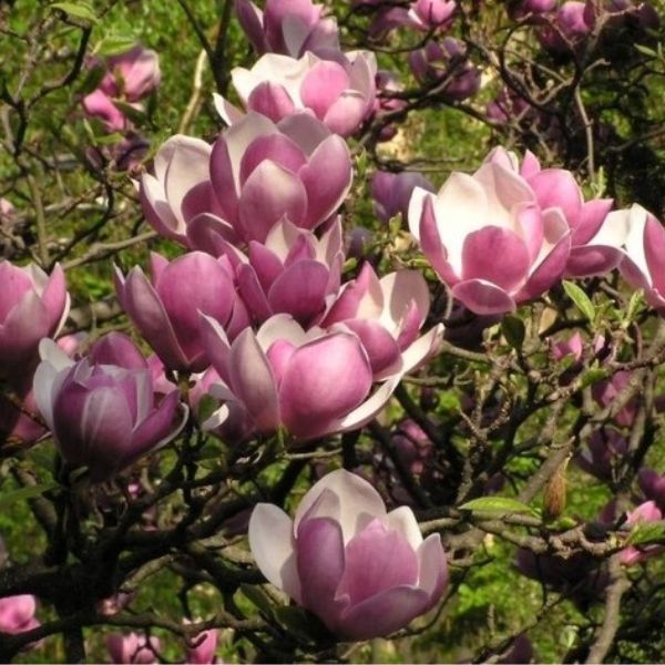 Saucer Magnolia