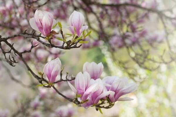 Saucer Magnolia