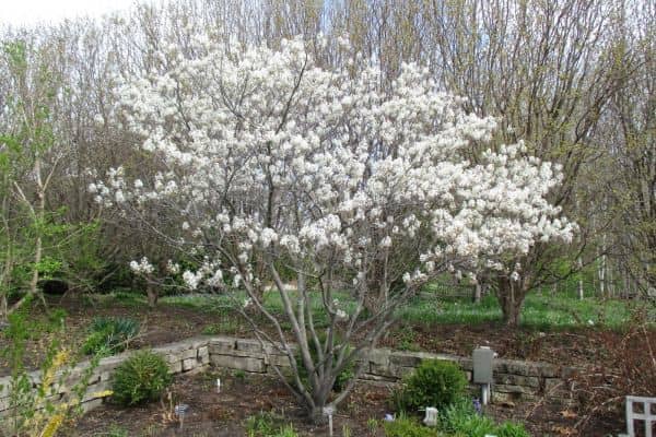 Serviceberry