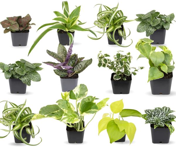 Some plants that are suitable for hanging gardens