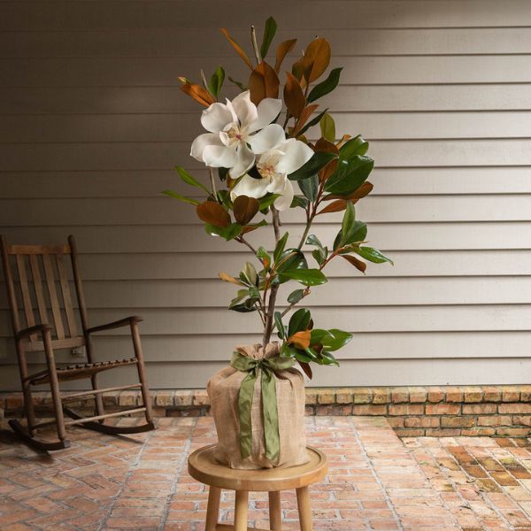 Southern Magnolia