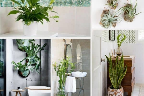 Transform Your Bathroom With These 12 Plants