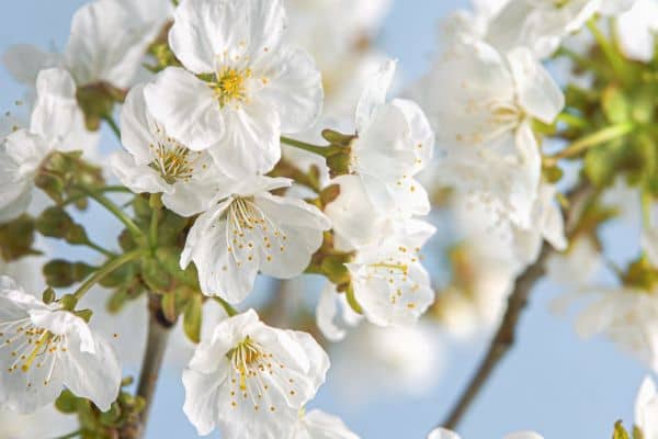 White Flowering Trees