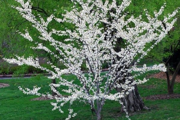 White Redbud