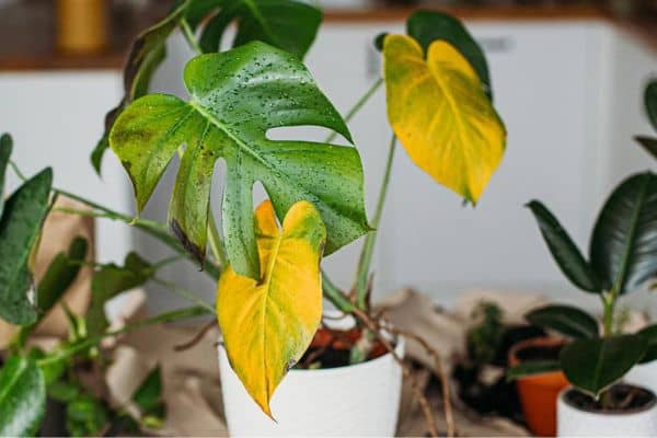 Yellow Leaves on Indoor Plant