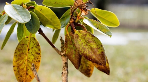 magnolia leaf scorch