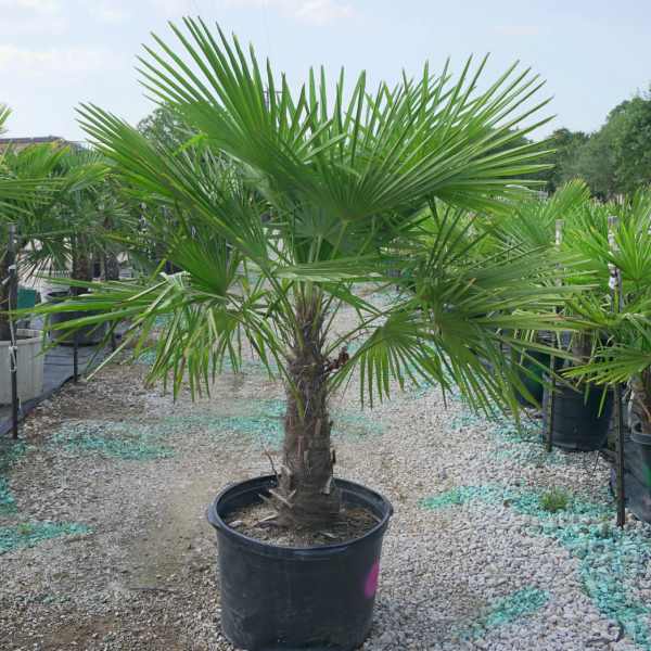 palm plants 