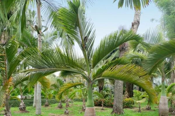 palm plants