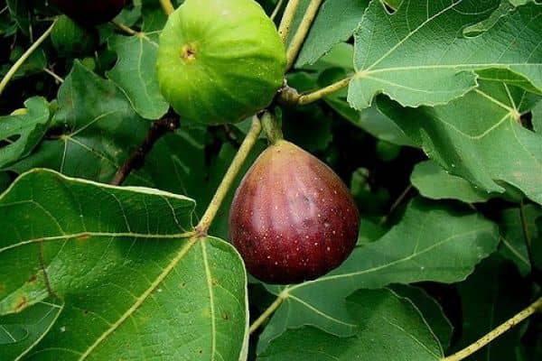 ‘Brown Turkey’ Fig