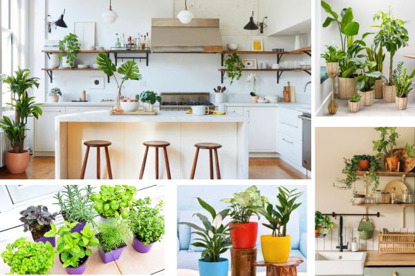 10 Houseplants perfect for your kitchen
