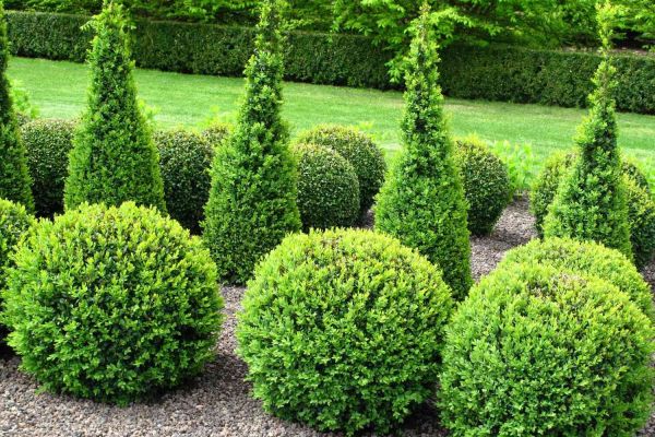 12 Small Evergreen Shrubs for Enhancing Your Landscape