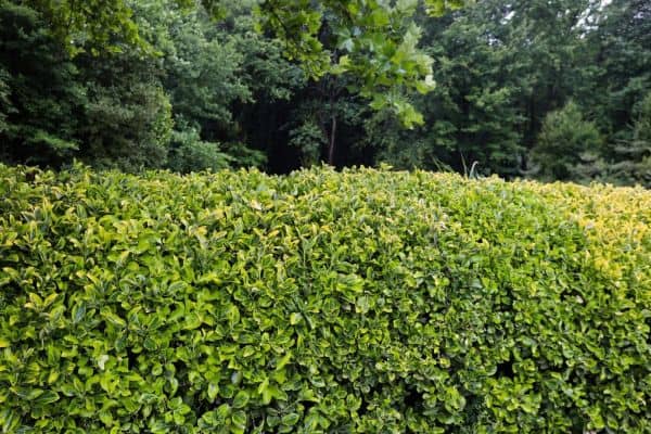 14 Hedge Plants That Will Provide Natural Privacy for Your Home