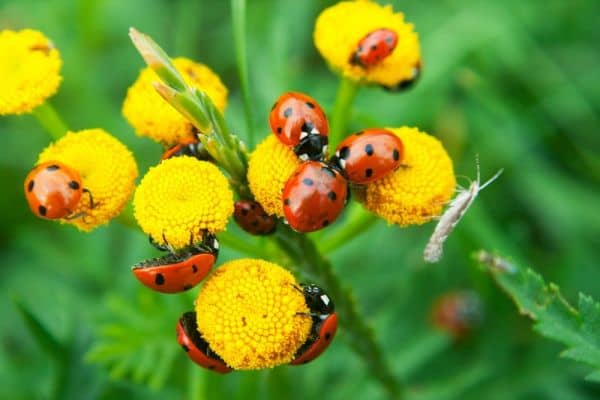 7 Simple Strategies for Attracting Beneficial Bugs to Your Yard - And The Reason Why You Should