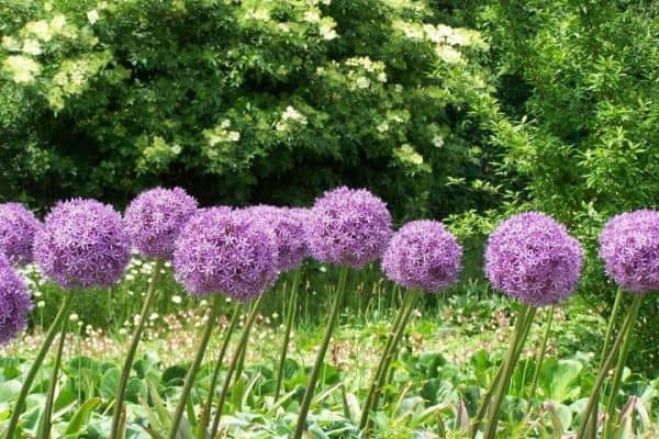 Aliums (Allium)