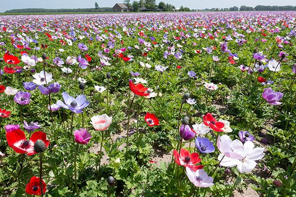 Anemone flowers are spring flowers renowned for their vibrant colors and delicate appearance