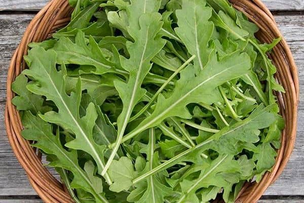 All The Arugula Varieties You Should Know About - Therapy for Homes