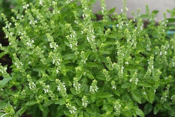 Basil (Ocimum basilicum)