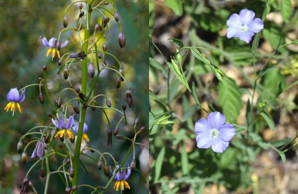 Blue Flax blooms from late spring to midsummer.