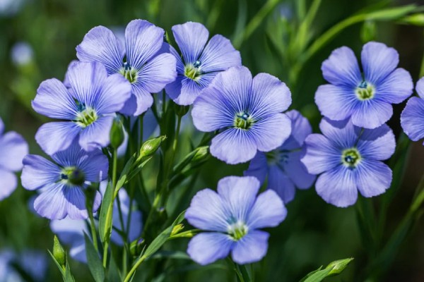 Blue Flax is a perennial flowering plant