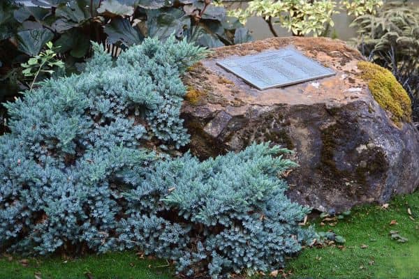 Blue Star Juniper (Juniperus squamata 'Blue Star')