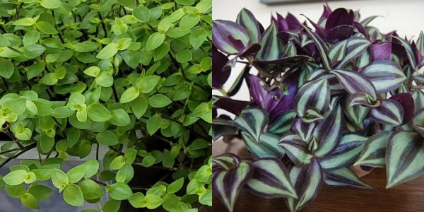 Bolivian Jew and Wandering Jew each bring their own distinct charm to indoor and outdoor settings