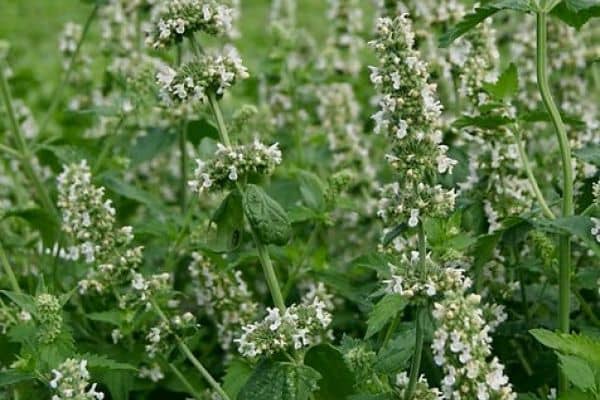 Catnip (Nepeta cataria)