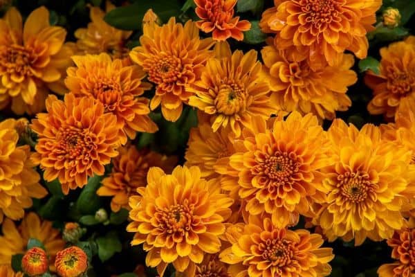 Chrysanthemums (Chrysanthemum)