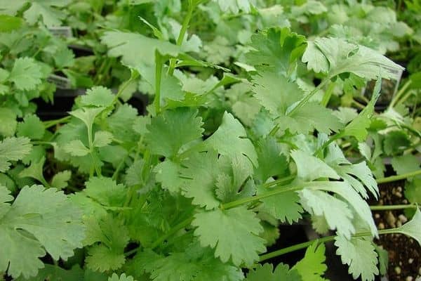 Cilantro (Coriandrum sativum)