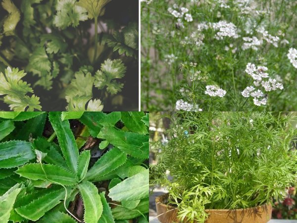 Cilantro comes in various types, each distinguished by its leaf shape, flavor intensity, and growth
