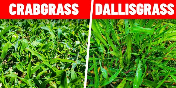 Crabgrass vs. Dallisgrass