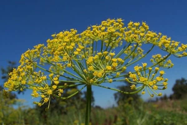 Dill (Anethum graveolens)