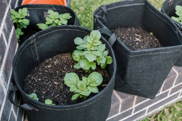 Don't Have a Garden to Grow Potatoes? Here's How You Can Plant Them in Containers