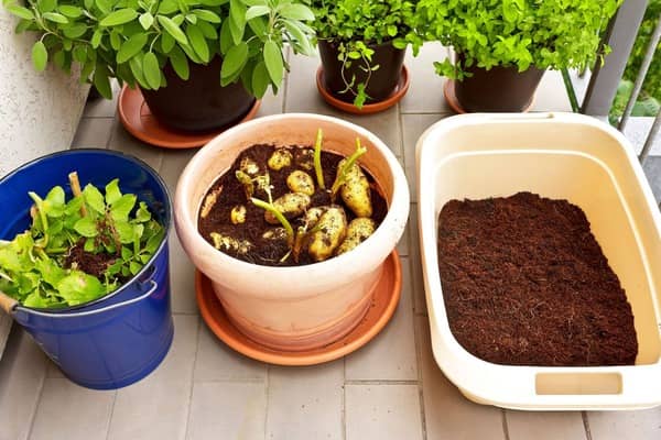 Don't Have a Garden to Grow Potatoes? Here's How You Can Plant Them in Containers