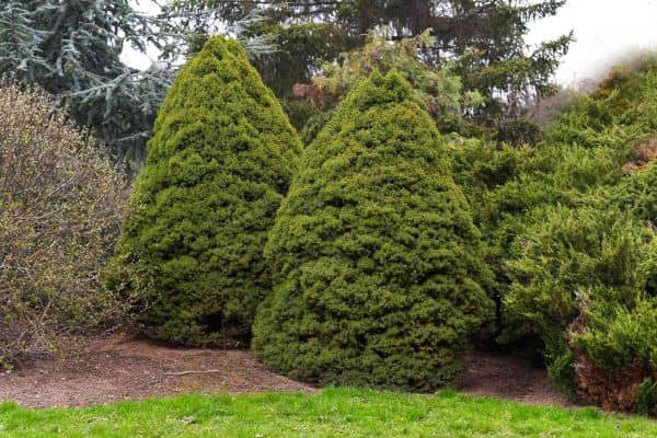 Dwarf Alberta Spruce (Picea glauca ‘Conica’)