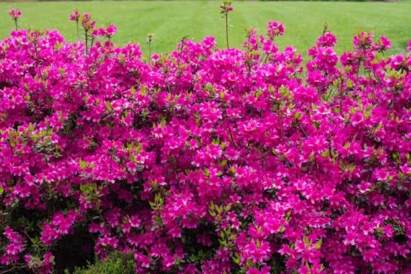 Dwarf Azalea (Rhododendron japonicum ‘Amoena’)