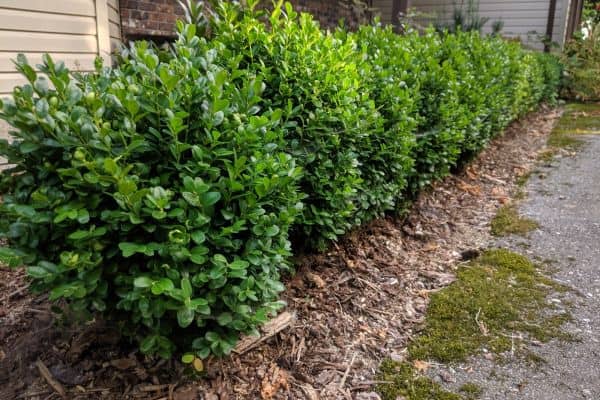 Dwarf English Boxwood (Buxus sempervirens 'Suffruticosa')