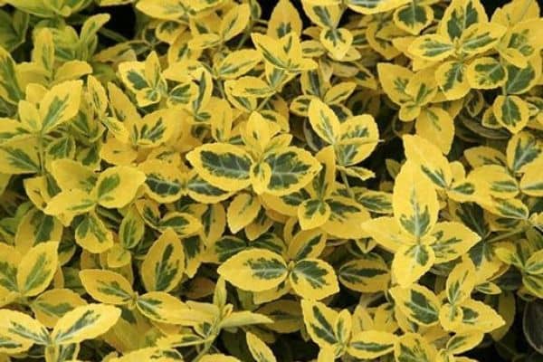 'Emerald 'n' Gold' (Euonymus fortunei 'Emerald 'n' Gold')