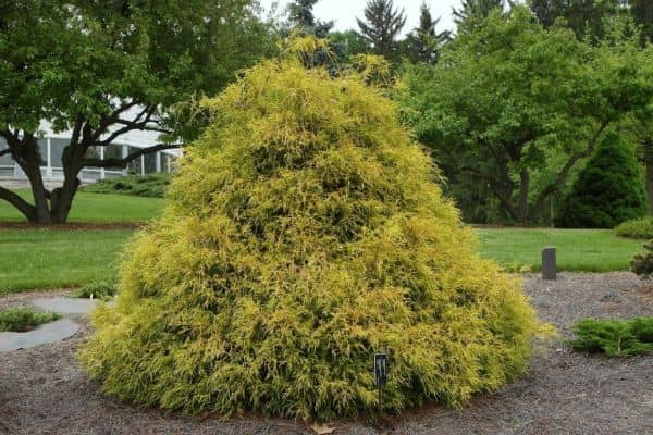 False Cypress ‘Golden Mop’ (Chamaecyparis pisifera)