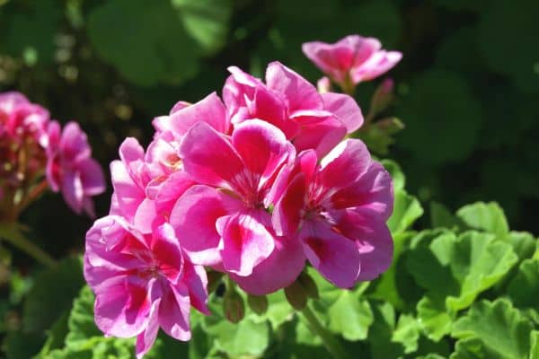 Geraniums (Pelargonium)