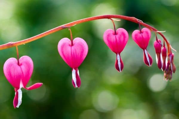 How To Grow And Care For Bleeding Heart Flower