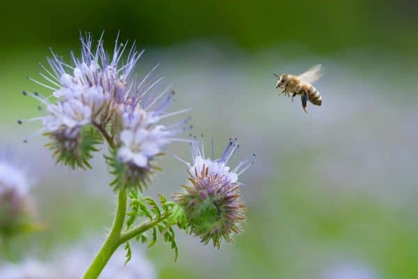 Increase Pollination