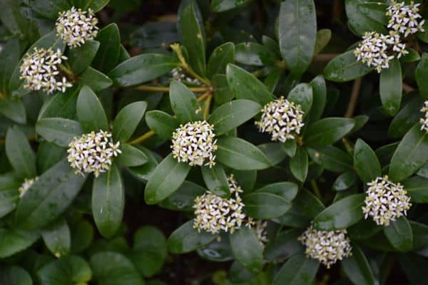 Japanese Skimmia (Skimmia japonica)