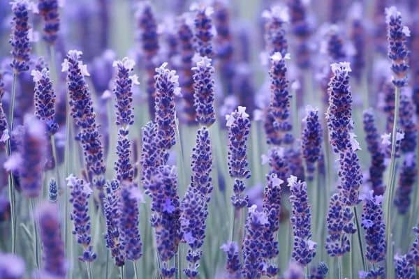 Lavender (Lavandula)