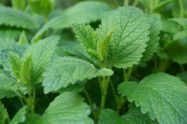 Lemon Balm (Melissa officinalis)